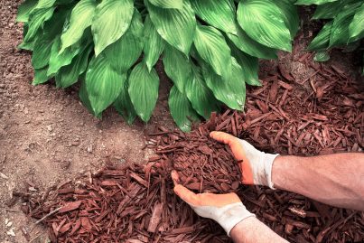 Closeup,Man,Wearing,Gardening,Gloves,Applying,Brown,Mulch,Chips,From Closeup,Man,Wearing,Gardening,Gloves,Applying,Brown,Mulch,Chips,From