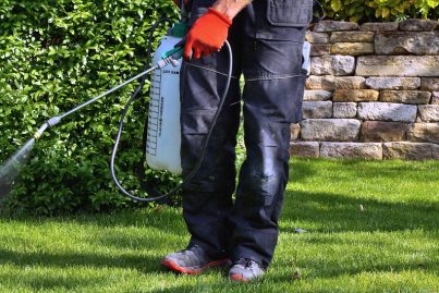Weedicide,Spray,On,The,Weeds,In,The,Garden.,Spraying,Pesticide Weedicide,Spray,On,The,Weeds,In,The,Garden.,Spraying,Pesticide